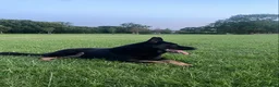 German Shepherd dogs for sale: Bruno German Shepherd  - Advert 6