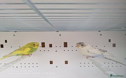 Budgerigars birds for sale: Baby budgies for sale  - Image 1