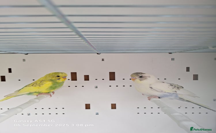 Budgerigars birds - Advert 6