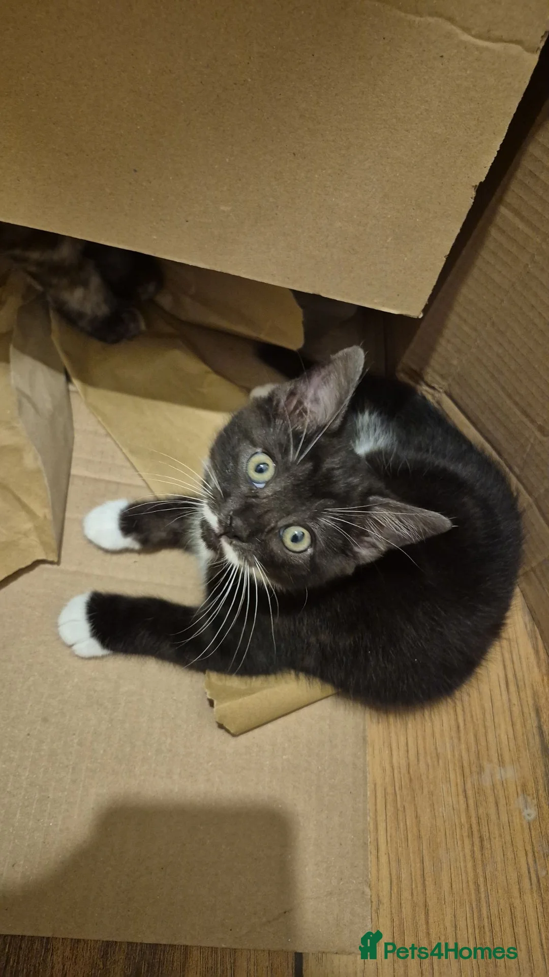 Mixed Breed cats for sale: Male black & White READY  - Advert 2