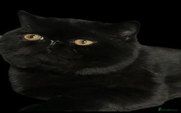 Exotic cats for sale: Stud boy for retirement home - Image 2