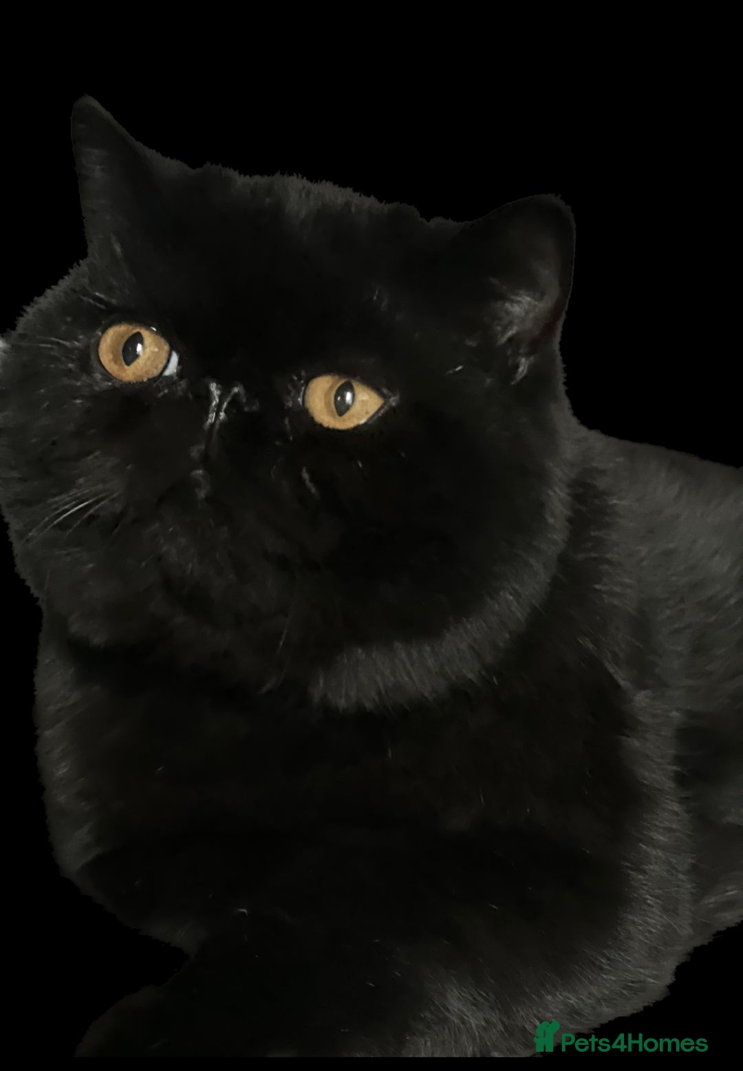 Exotic cats for sale: Stud boy for retirement home - Image 2