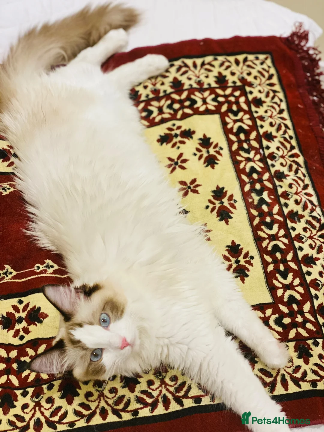Ragdoll cats for sale: Pure Ragdoll Kittens  in London - Advert 1