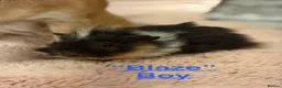 Guinea Pig rodents for sale: Gorgeous piggies for sale - Advert 11