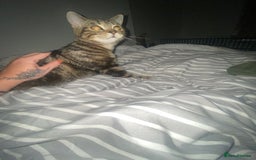 British Shorthair cats for sale: 2 cats  - Image 1