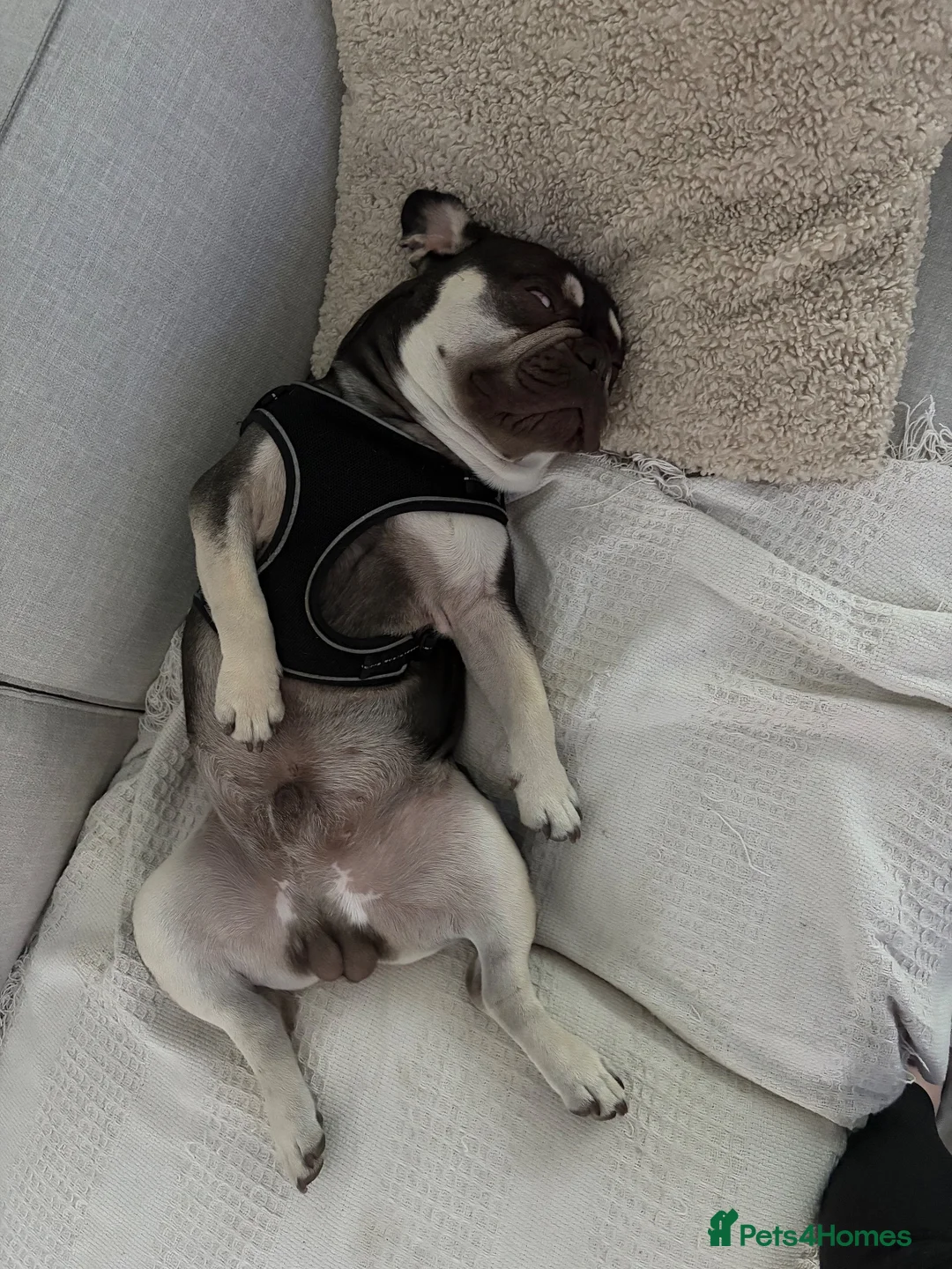 French Bulldog dogs for sale: Moon : French bulldog  in Barnet - Advert 9