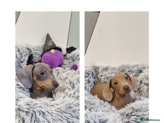 Dachshund dogs 🩷lovely Dachshund Boys Ready For New homes🩷 - Advert 1