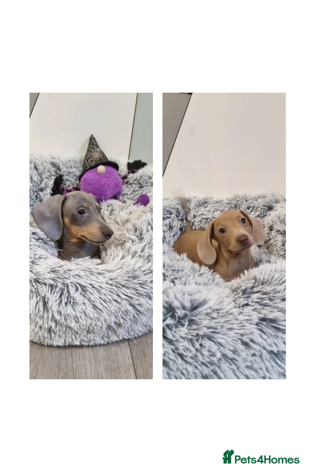 Dachshund dogs for sale: 🩷lovely Dachshund Boys Ready For New homes🩷 - Advert 1