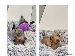 Dachshund dogs 🩷lovely Dachshund Boys Ready For New homes🩷 - Advert 17