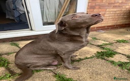 Labrador Retriever dogs for sale: Silver Labrador Puppies for sale  - Image 2