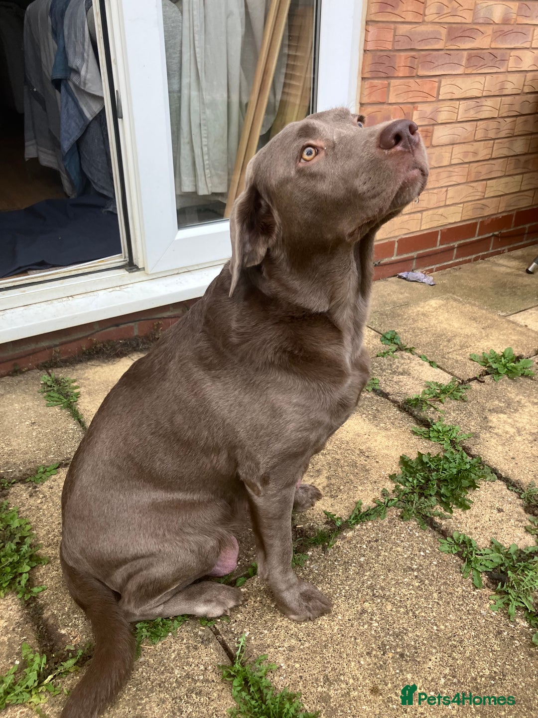 Labrador Retriever dogs for sale: Silver Labrador Puppies for sale  - Image 2