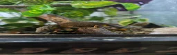 Gecko reptiles for sale: Chameleon Gecko babies  - Advert 11