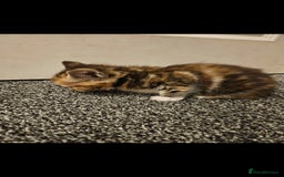 Mixed Breed cats for sale: Half ragdoll kittens - Image 6