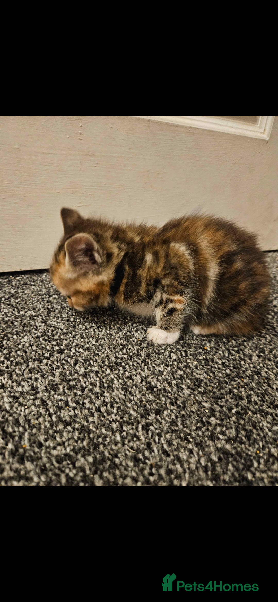 Mixed Breed cats for sale: Half ragdoll kittens - Image 6