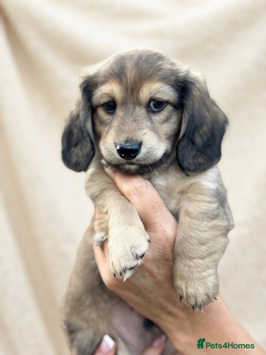 Miniature Dachshund dogs KC Registered Cream Long Haired Mini Dachshunds - Advert 17