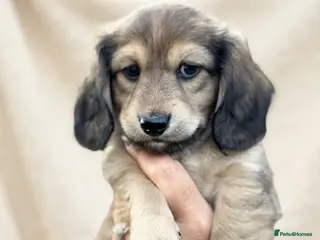 Miniature Dachshund dogs KC Registered Cream Long Haired Mini Dachshunds - Advert 17