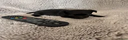 Chihuahua dogs for sale:  Beautiful Chihuahua Puppies Available to Reserve  - Advert 8