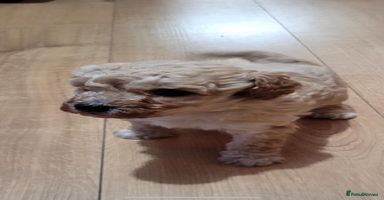 Cavapoo dogs - Advert 3