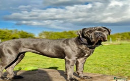 Cane Corso dogs for adoption: Urgently rehoming  in Oxford - Image 1