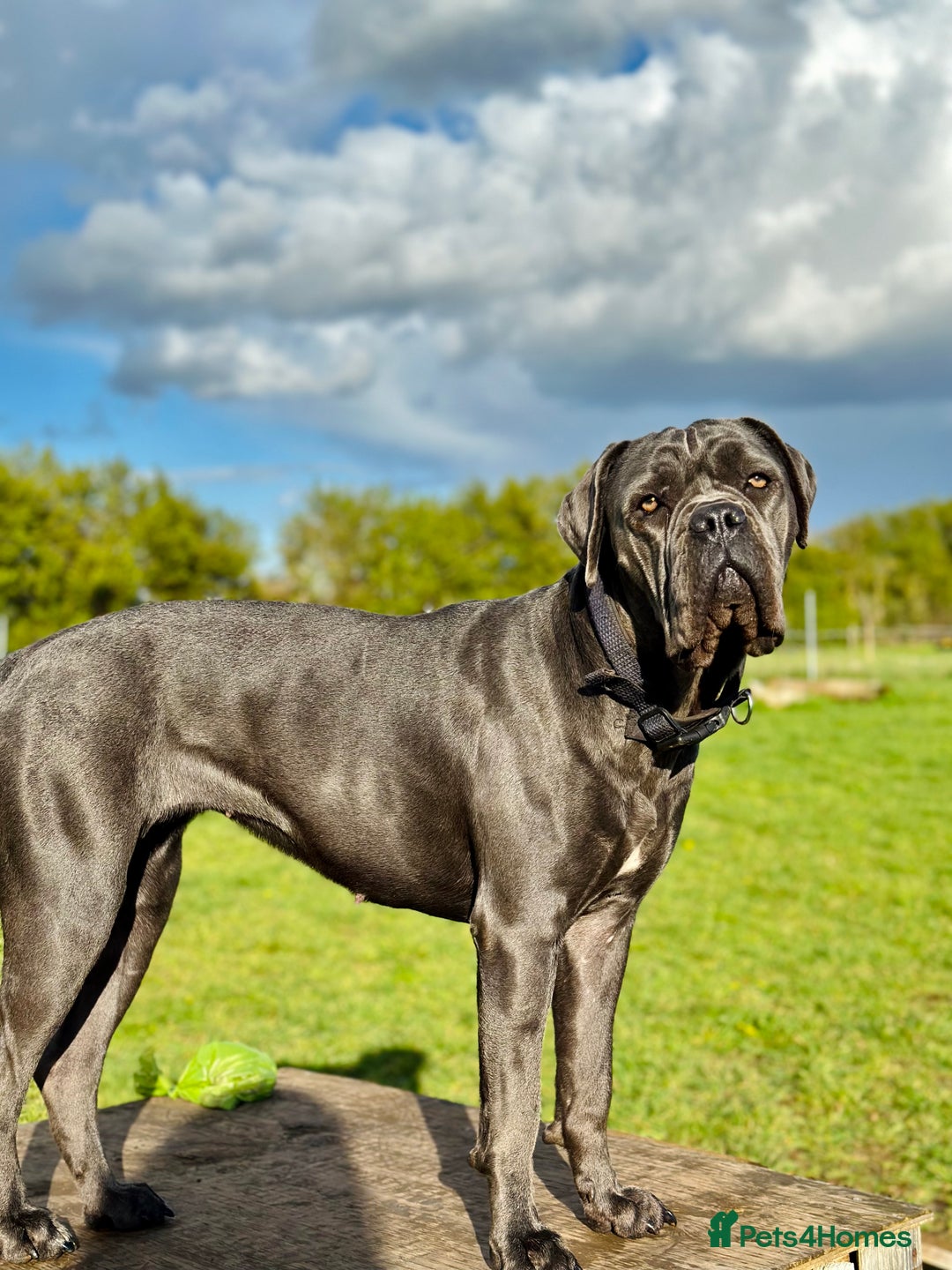 Cane Corso dogs for adoption: Urgently rehoming  in Oxford - Image 1