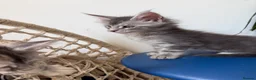 Maine Coon cats for sale: Long faced Maine Coon Kittens - Advert 13