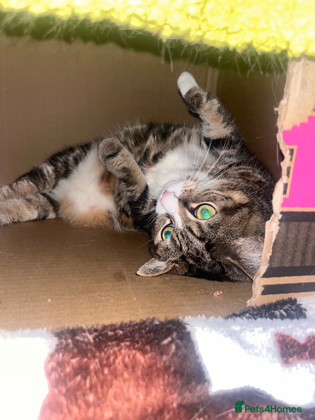 British Longhair cats for sale: Elderly sweet tabby 💜 - Advert 2