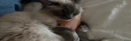 Ragdoll cats for sale: 5 years Ragdoll Male Cat Neutered loves Chicken in London - Advert 12