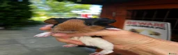 Guinea Pig rodents for sale: Baby guinea pigs, 3 pairs of male & 1 x females - Advert 6