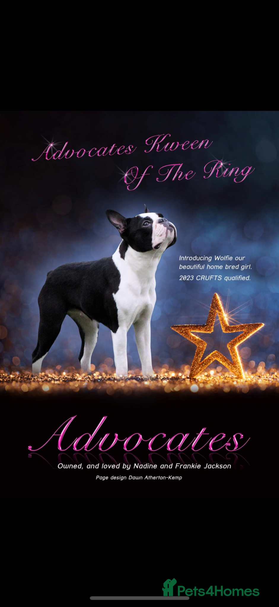 Boston Terrier dogs Pregnancy confirmed  - Advert 1