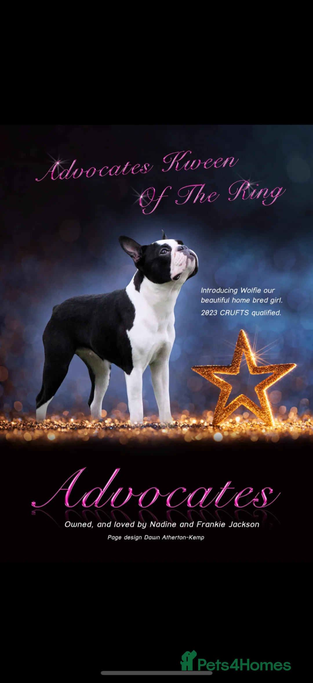 Boston Terrier dogs for sale: Pregnancy confirmed  in Brighton - Advert 1