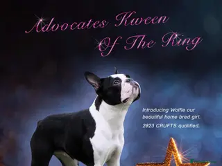 Boston Terrier dogs Pregnancy confirmed - Advert 16