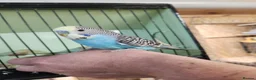 Budgerigars birds for sale: Budgies available now 🐦🐦‍⬛🦜🦚 - Advert 15