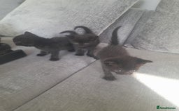 Mixed Breed cats for sale: 3 Black male kittens - Image 3