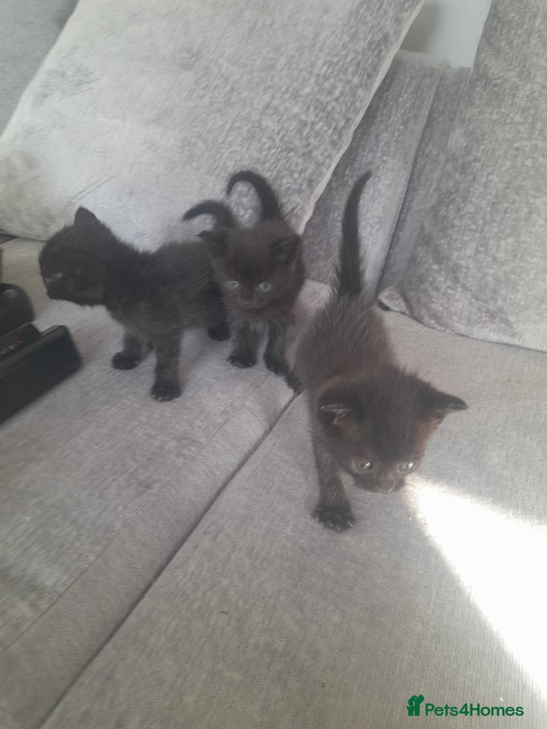 Mixed Breed cats for sale: 3 Black male kittens - Image 3