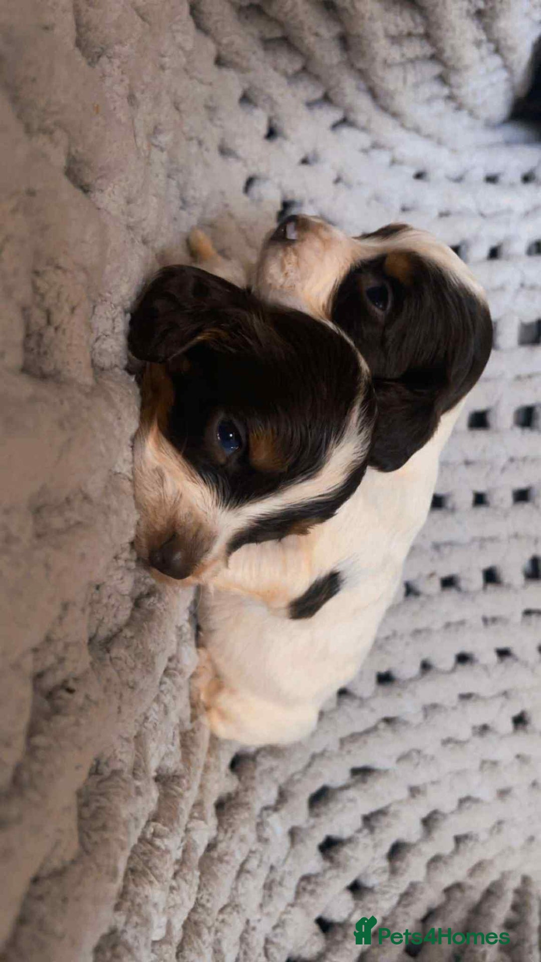 Cocker Spaniel dogs for sale: 6 gorgeous cockerspaniel puppy’s  - Image 5