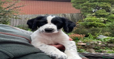 Cocker Spaniel dogs - Advert 11