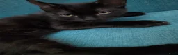 British Shorthair cats for sale: 2 Lovely Black Kittens - Advert 8