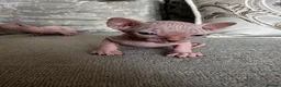 Sphynx cats for sale: Two male pink wrinkled Sphynx kittens  in Wirral - Advert 12
