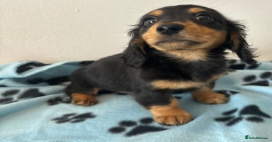Dachshund dogs - Advert 1