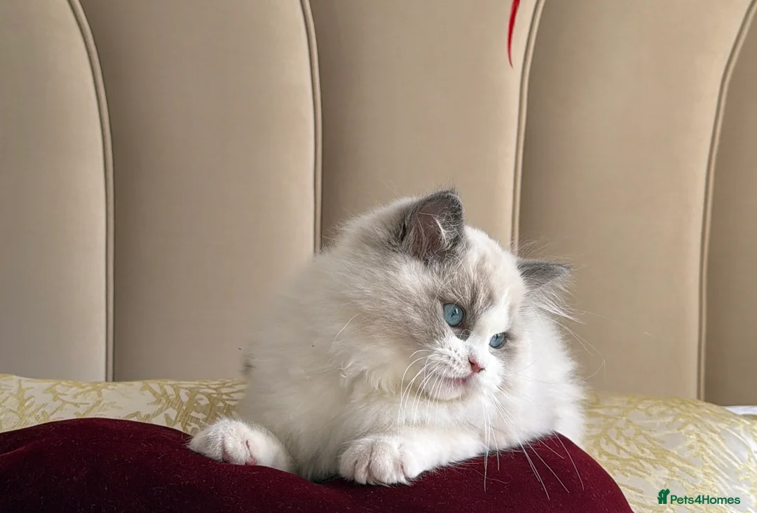 Ragdoll cats for sale: Blue Bicolour Ragdoll Male kitten - Advert 2