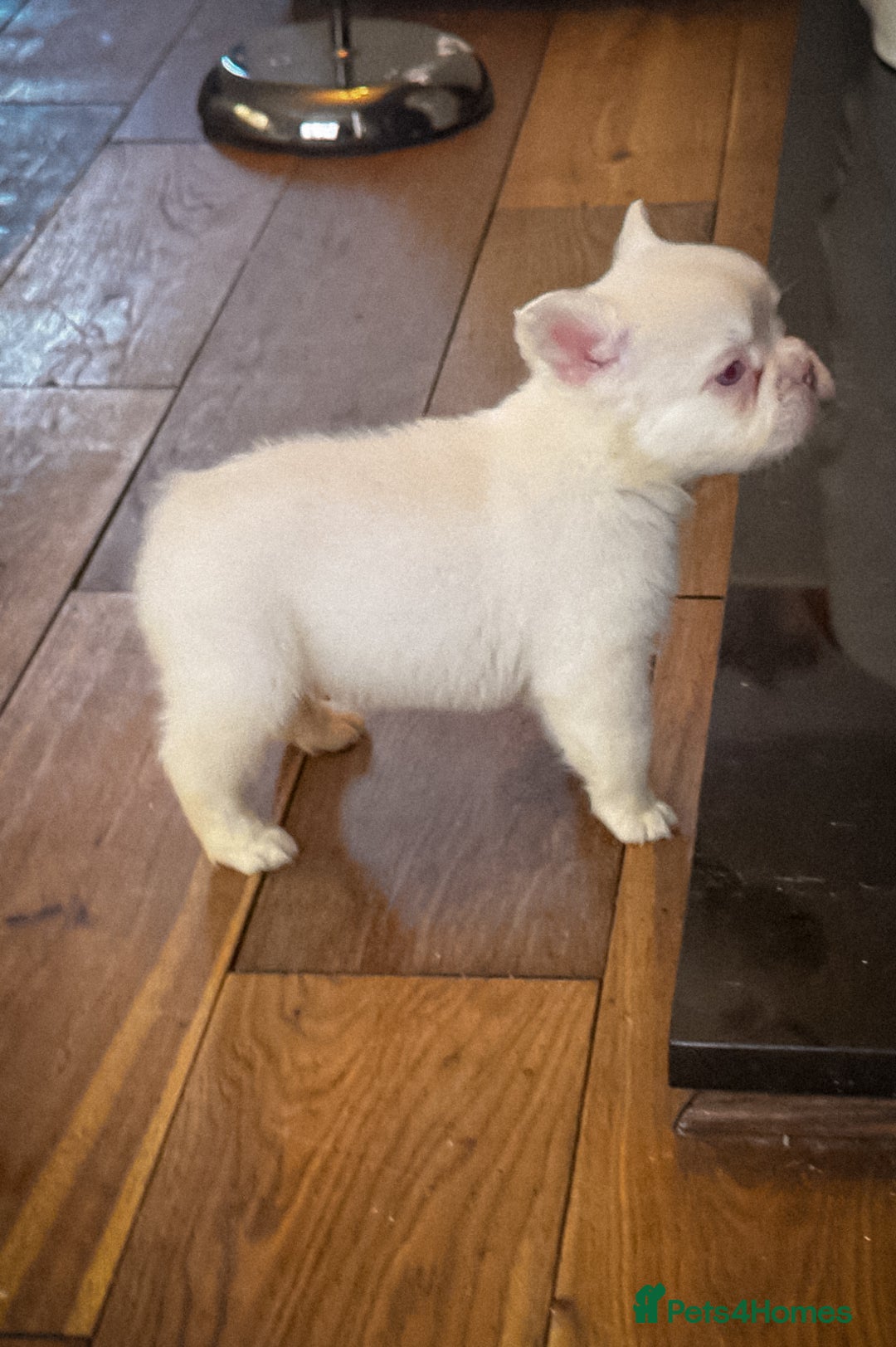 French Bulldog dogs for sale:  🐾 Exceptional French Bulldog Puppies 🐾 - Advert 4