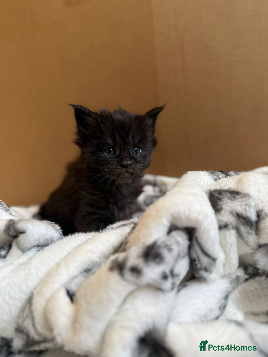 Maine Coon cats for sale: Pedigree Tica Russian Import line Maine Coons - Advert 28