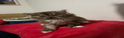 British Longhair cats for sale: British longhair mix fluffy kittens  - Advert 12