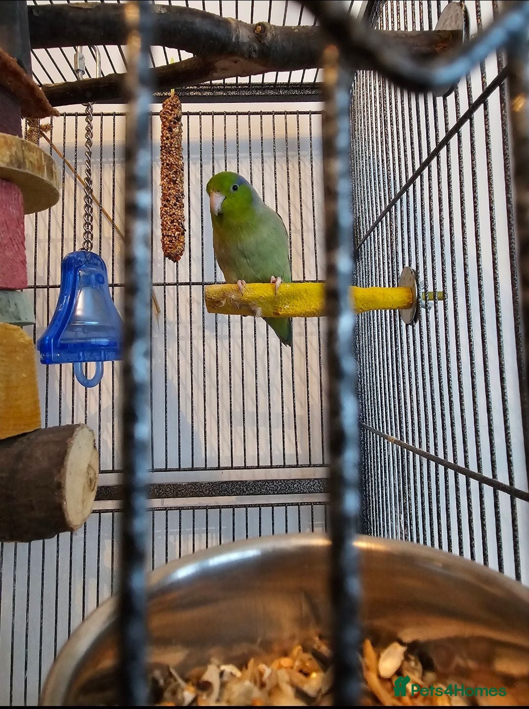Parakeets birds Parrolet charlie - Advert 1