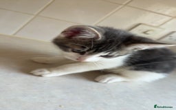 Mixed Breed cats for sale: 2 female kittens - Image 4