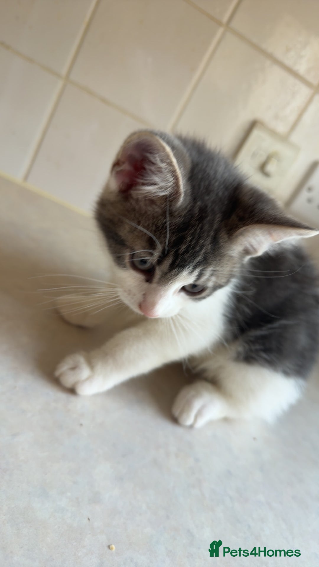 Mixed Breed cats for sale: 2 female kittens - Image 4
