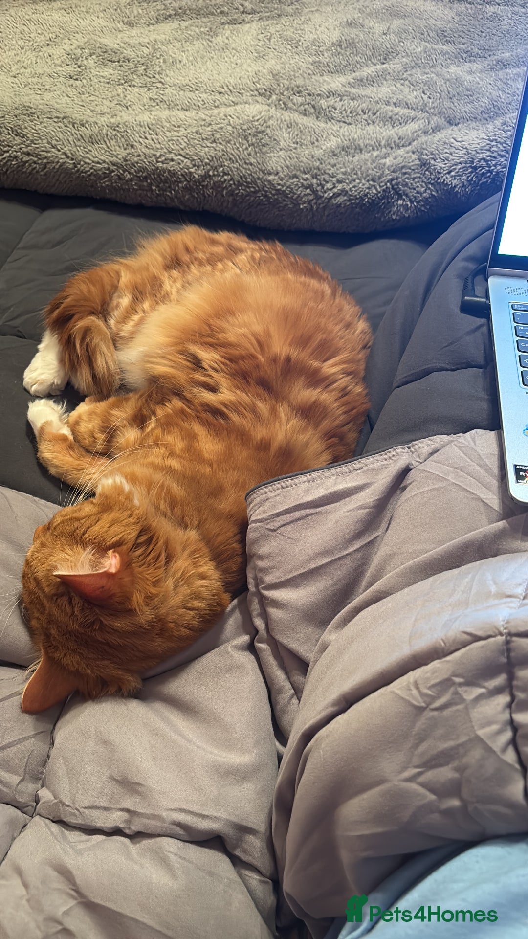 Domestic Shorthair cats for sale: Ginger male cat - Advert 5