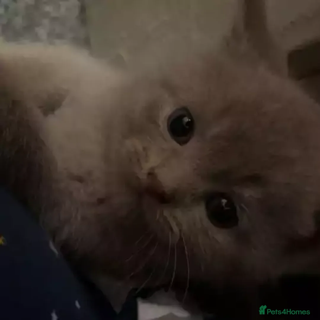 British Shorthair cats for sale: beautiful British shorthair Kittens  - Image 4