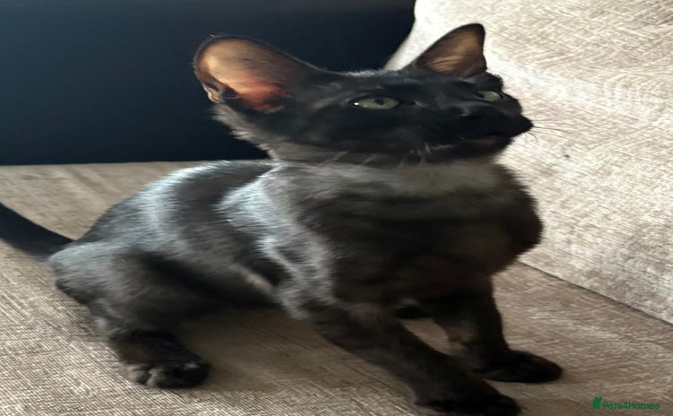 Serengeti cats - Advert 1