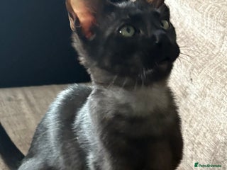 Serengeti cats - Advert 1